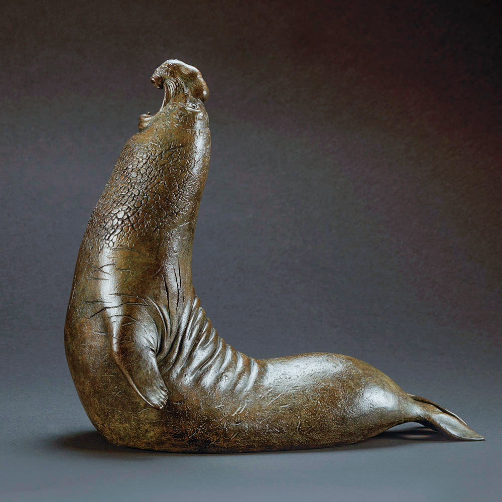 Elephant Seal 1 by Kelly John