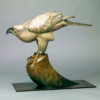 Goshawk by Kelly John