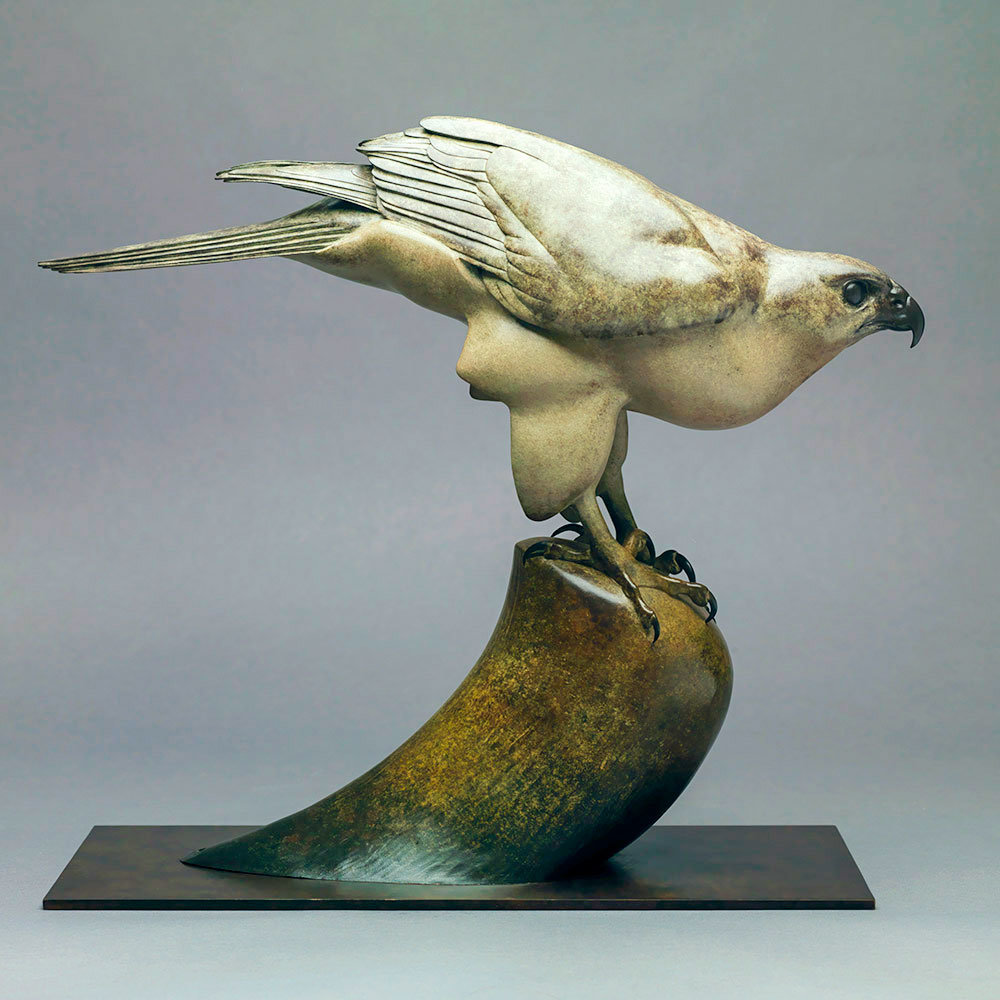 Goshawk by Kelly John