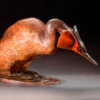 Great Crested Grebe by Kelly John