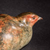 Grey Partridge by Kelly John