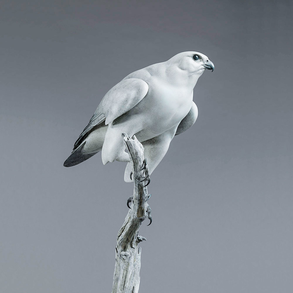Gyrfalcon by Kelly John