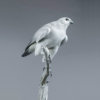 Gyrfalcon by Kelly John