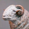 Herdwick Sheep by Kelly John