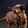 HIGHLAND BULL (CRUBACH OF REDRULLION) by Kelly John
