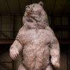 Kodiak Brown Bear (Indomitable) by Kelly John