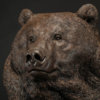 Kodiak Brown Bear (Indomitable) by Kelly John