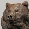 Kodiak Brown Bear (Indomitable - Head Study) by Kelly John