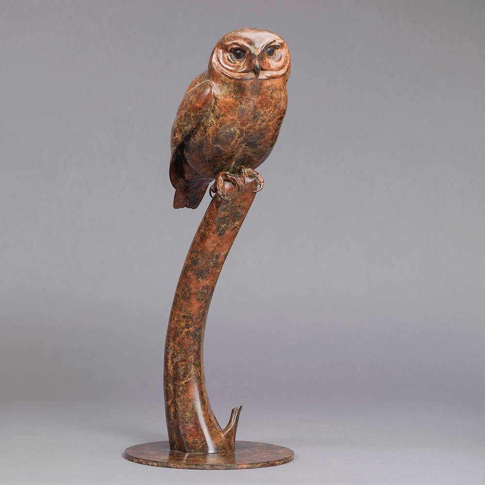 Little Owl by Kelly John