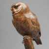 Little Owl by Kelly John