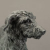 Lurcher (Grace) by Kelly John