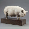 Middle White Pig (Alice) by Kelly John