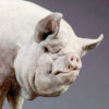 Middle White Pig (Alice) by Kelly John