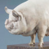 Middle White Pig (Alice) by Kelly John