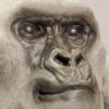 Mountain Gorilla (Silverback) by Kelly John
