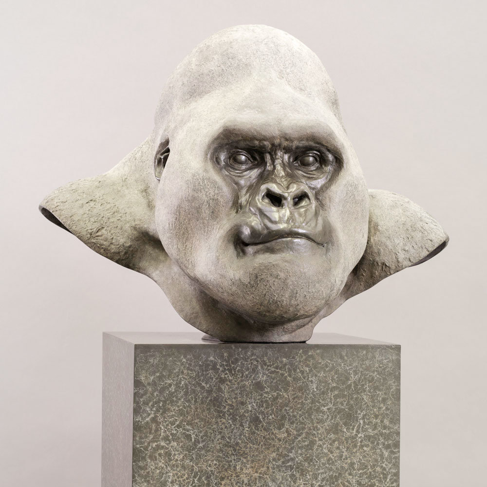 Mountain Gorilla (Silverback) by Kelly John