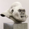Mountain Gorilla (Silverback) by Kelly John