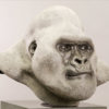 Mountain Gorilla (Silverback) by Kelly John