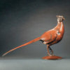 Pheasant by Kelly John