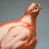 Red Grouse by Kelly John