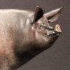 Saddleback Pig (Happy Sow) by Kelly John