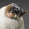 Scottish Blackface Sheep (Moortown JJ) by Kelly John