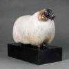 Scottish Blackface Sheep (Moortown JJ) by Kelly John