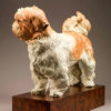 Shih Tzu (Bertie) by Kelly John