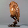 Tawny Owl by Kelly John