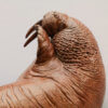 Walrus by Kelly John