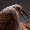 Walrus by Kelly John