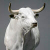 White Park Bull (Ash Nik-Nak) by Kelly John