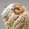 Whiteface Dartmoor Sheep (William) by Kelly John