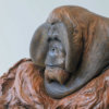 Life Size Sumatran Orangutan by Kelly John