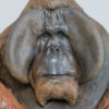 Life Size Sumatran Orangutan by Kelly John