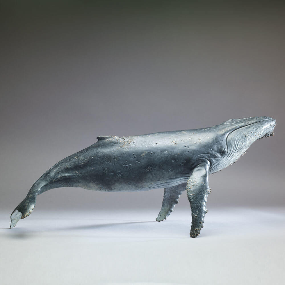 Humpback Whale by Kelly John