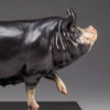 Berkshire Pig (Dittisham Lady 22) by Kelly John