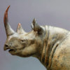 Black Rhino by Kelly John