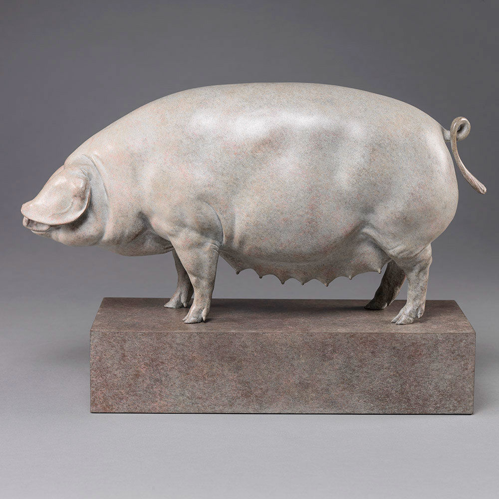 British Lop Pig (Liskeard Sunshine 500) by Kelly John