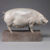 British Lop Pig (Liskeard Sunshine 500) by Kelly John