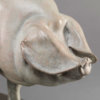British Lop Pig (Liskeard Sunshine 500) by Kelly John