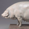 British Lop Pig (Liskeard Sunshine 500) by Kelly John
