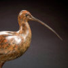 Curlew by Kelly John