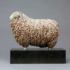 Devon and Cornwall Longwool Sheep (ED) by Kelly John