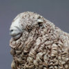 Devon and Cornwall Longwool Sheep (ED) by Kelly John
